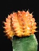 Simulacri cactus