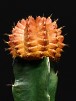 Simulacri cactus